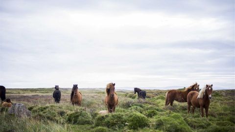 Wooden beehives on an alpine meadow in the Pamir mountains